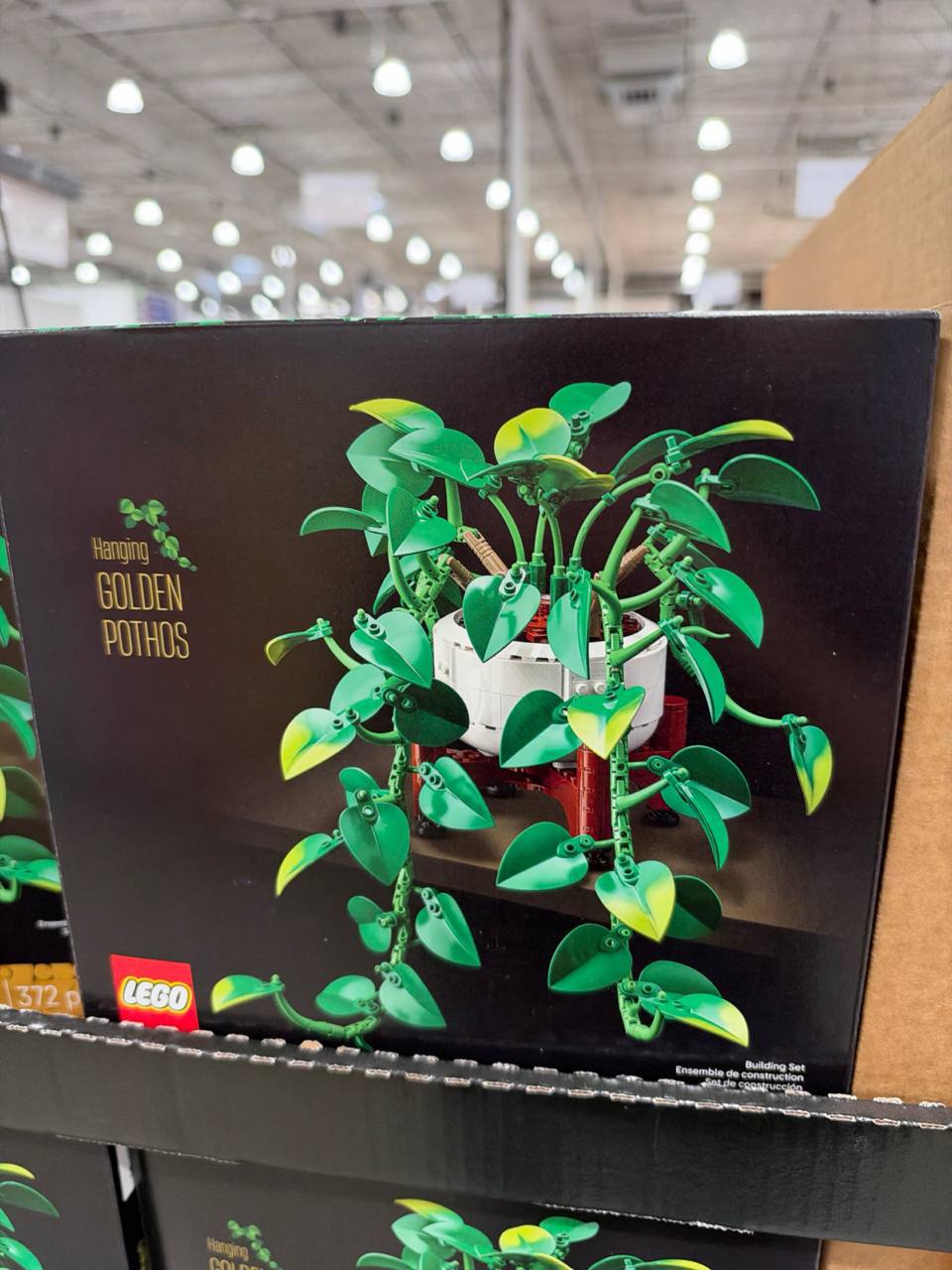 Costco- Lego Golden Pothos